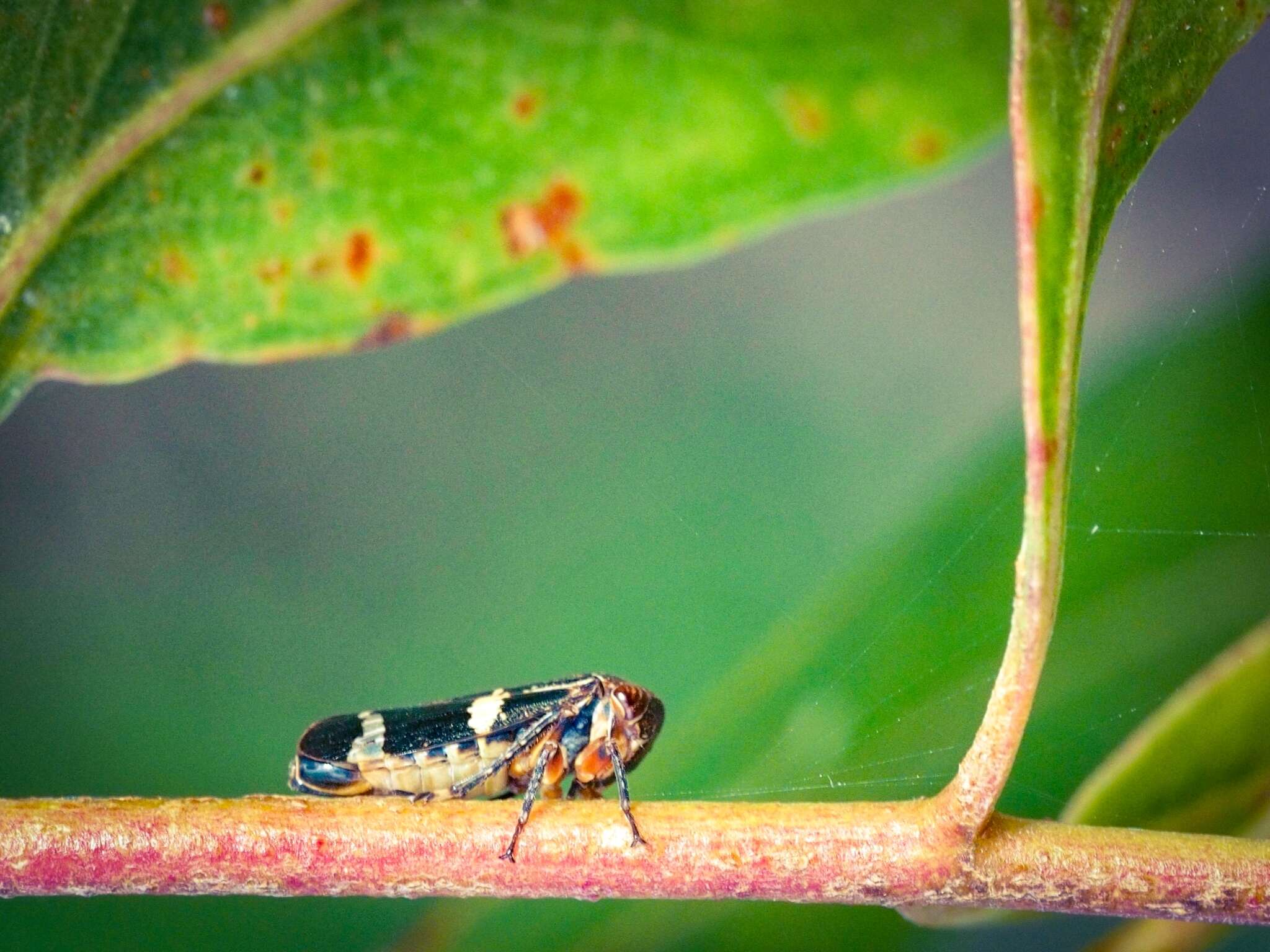 Image of Eurymeloides punctata Signoret 1850