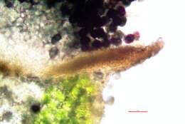 Image of soot lichen