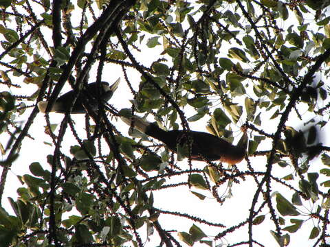 Image of Wreathed Hornbill