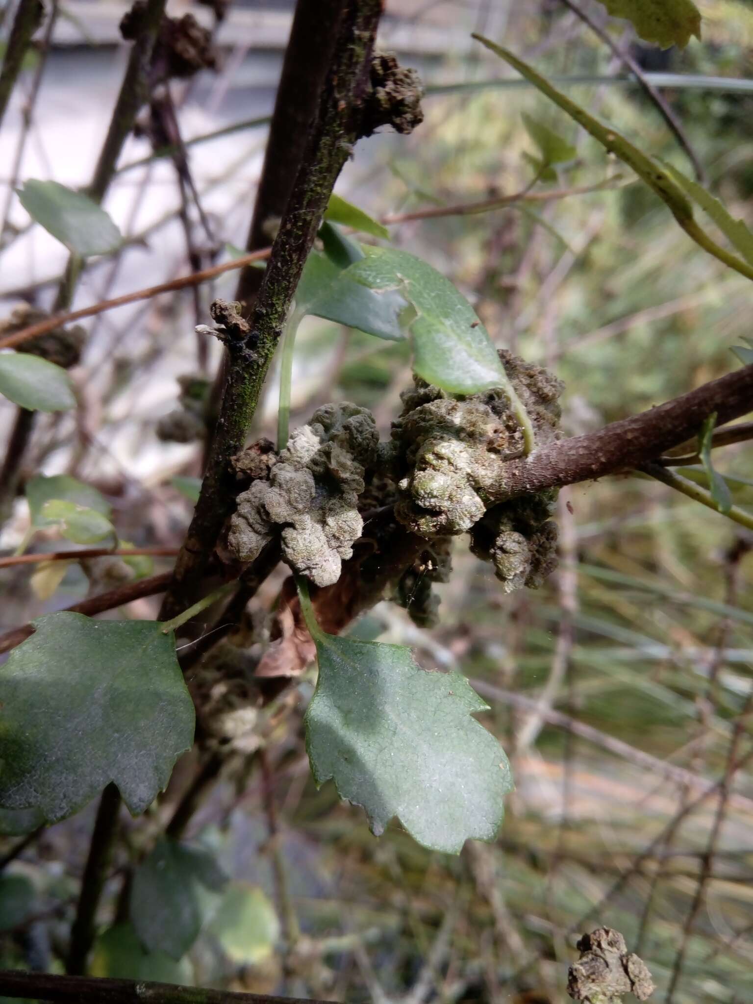 Image of <i>Eriophyes hoheriae</i>