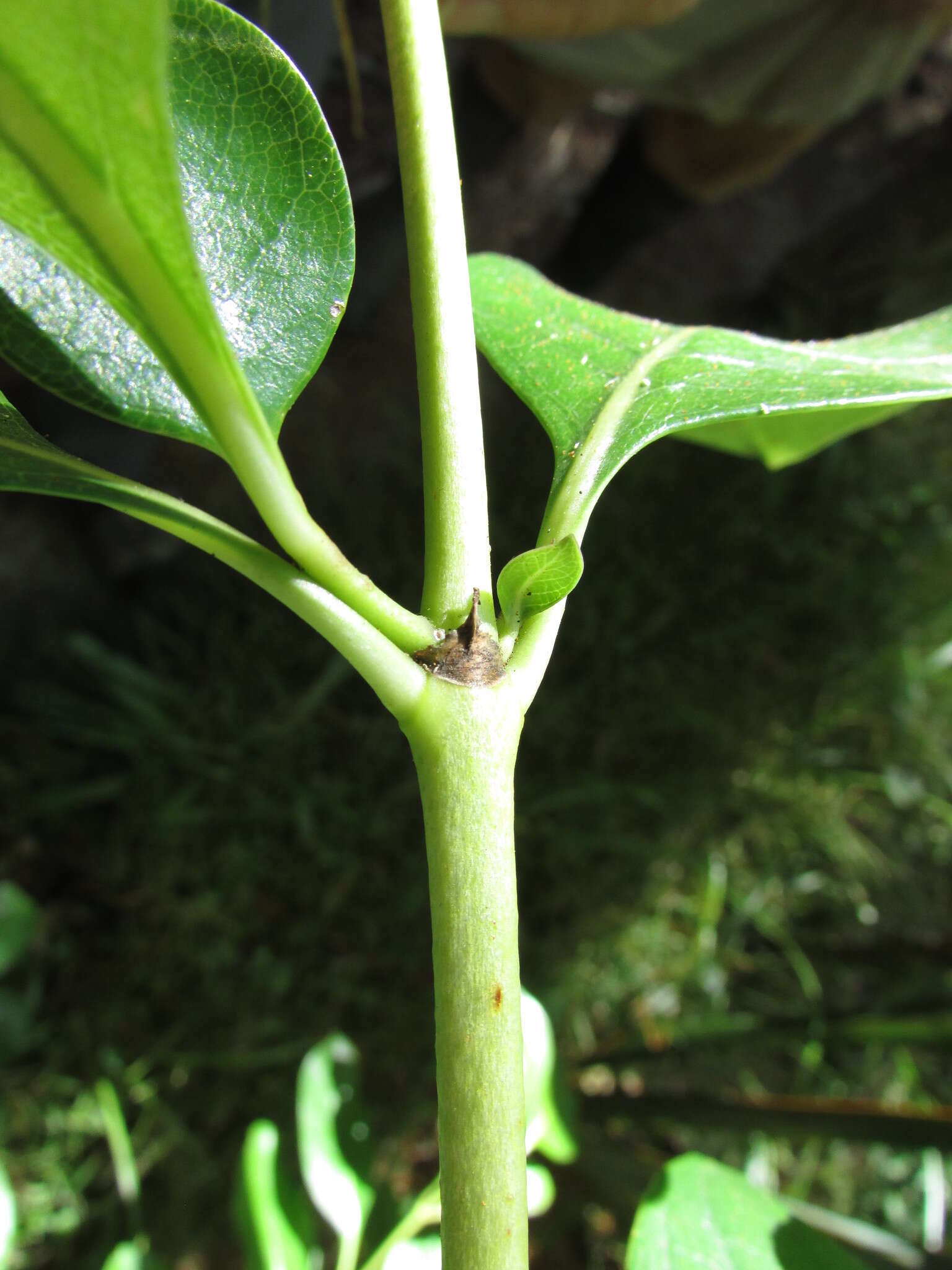 Image of Coprosma macrocarpa Cheeseman