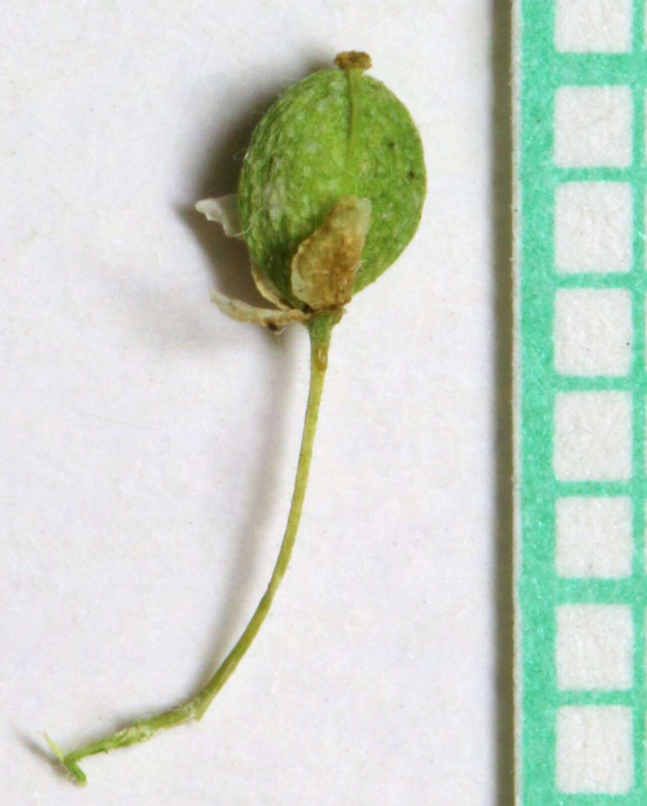 Image of broadleaved pepperweed