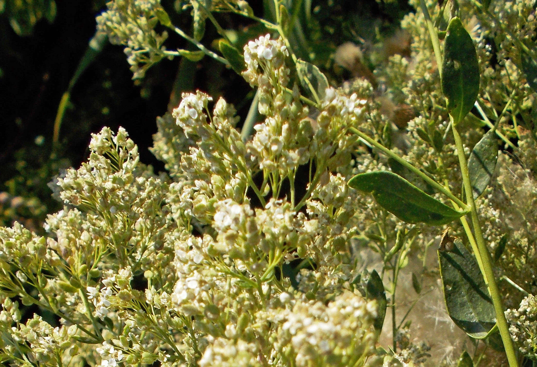 Image of broadleaved pepperweed