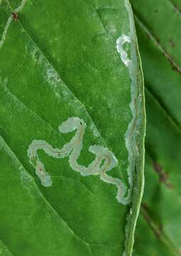 Image of Phyllocnistis magnoliella Forbes 1923