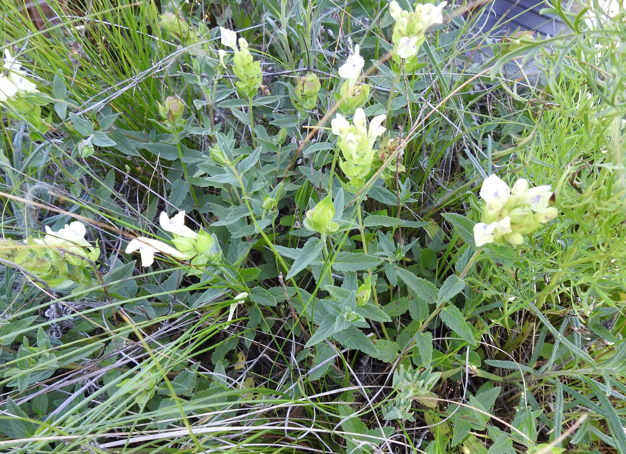 Scutellaria supina L.的圖片