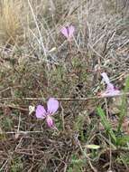 Image of Pelargonium caucalifolium Jacq.