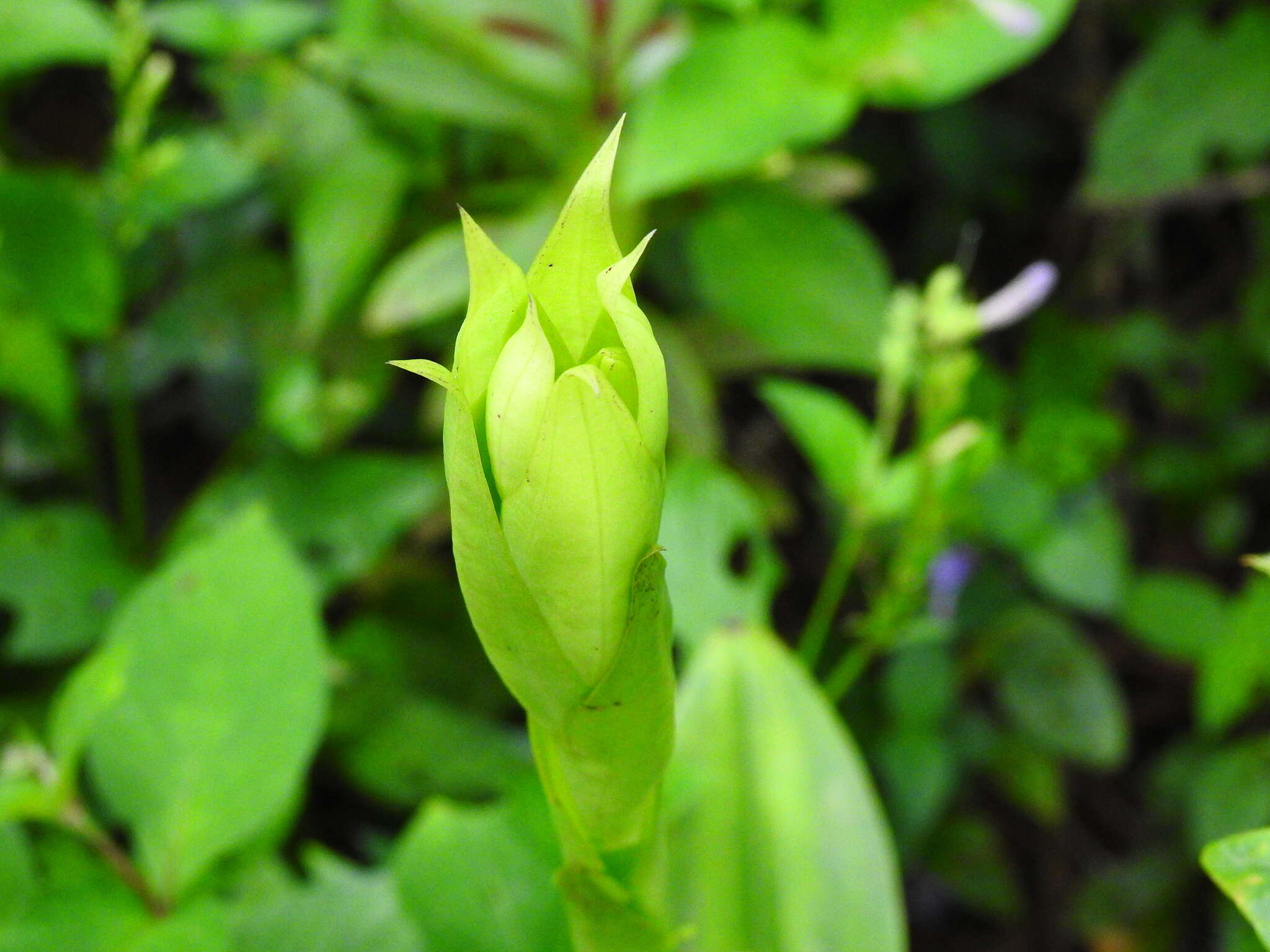 Image of Pecteilis gigantea (Sm.) Raf.