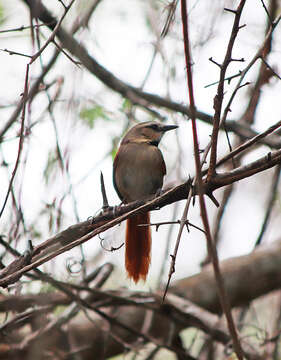 Image of Ochre-cheeked Spinetail