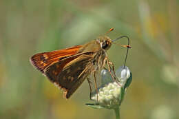 Image of Common Branded Skipper