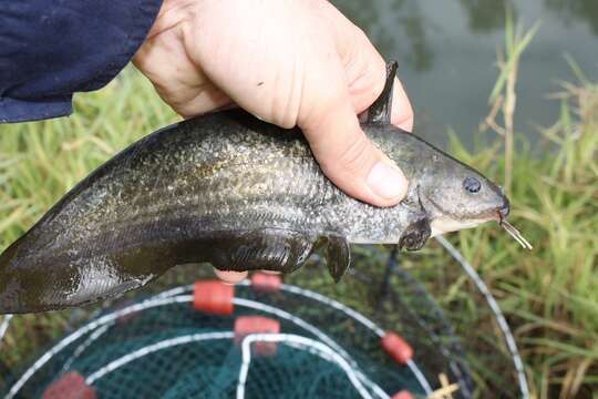 Image of Black catfish