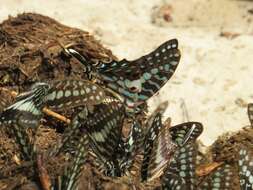 Image of Graphium antheus (Cramer (1779))