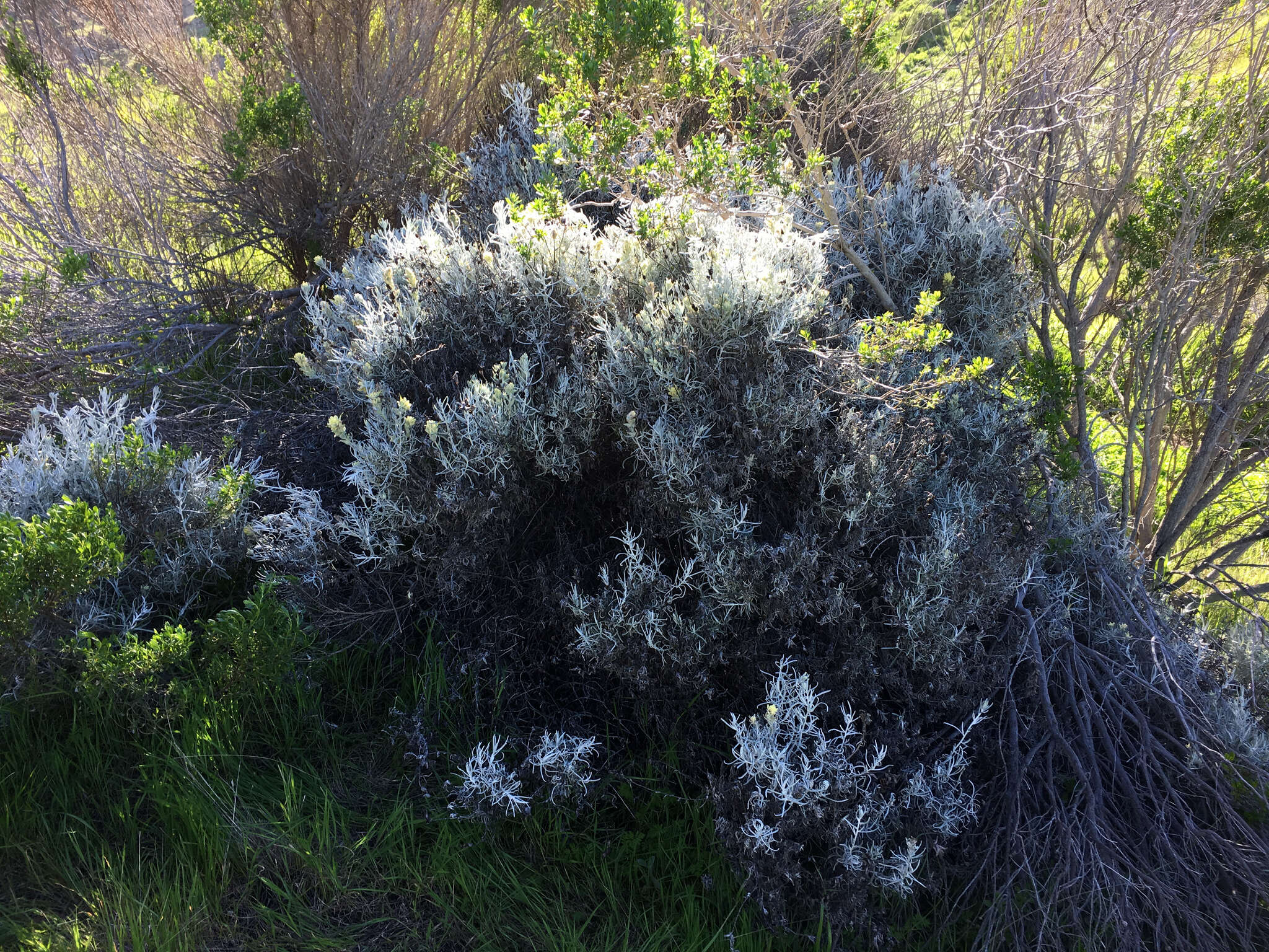 Image of whitefelt Indian paintbrush