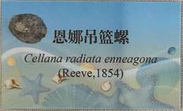 Image of Cellana radiata (Born 1778)