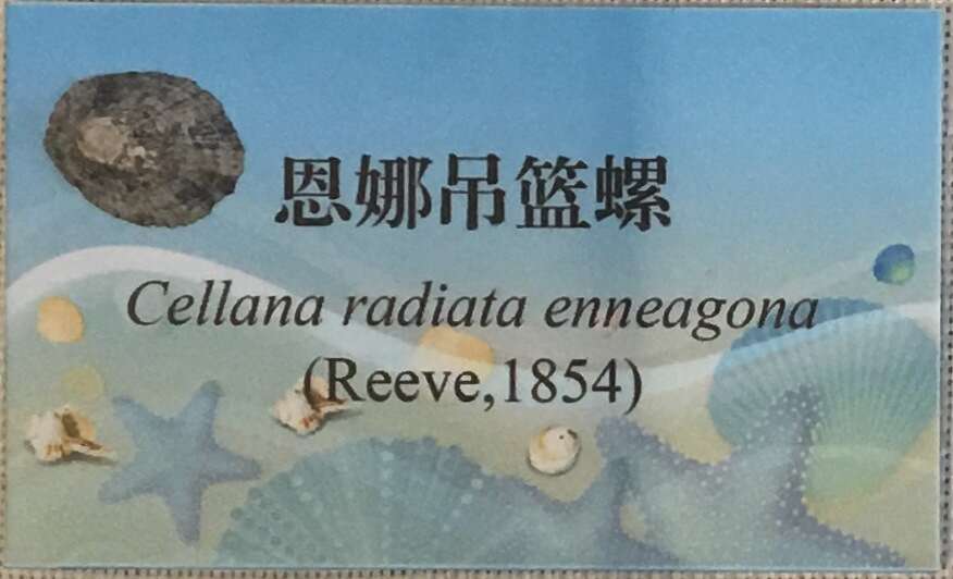 Image of Cellana radiata (Born 1778)