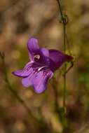 Image of Venus penstemon