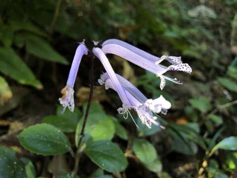 Image of Plectranthus hilliardiae Codd