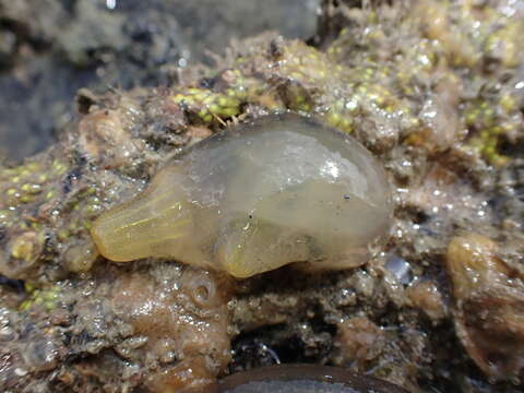 Image of Sea squirt