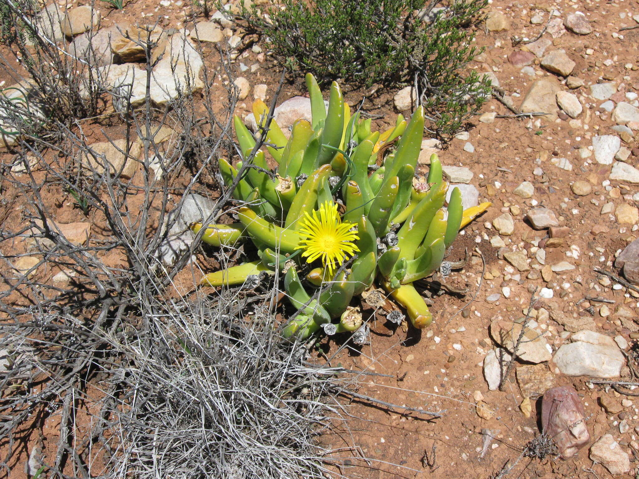 Image of Glottiphyllum regium N. E. Br.