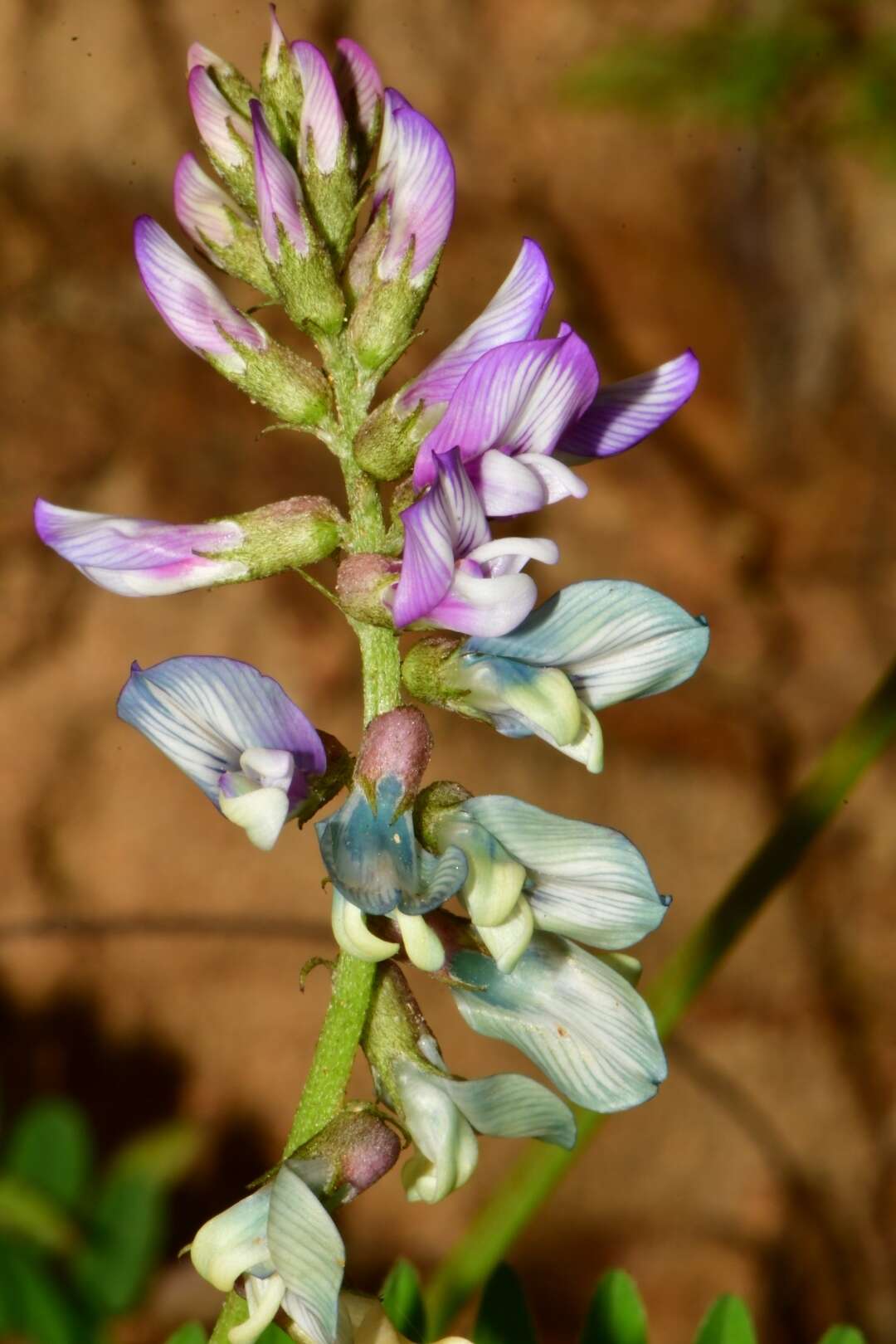 Image of Astragalus guatemalensis Hemsl.