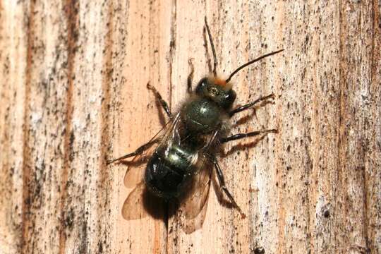 Image of <i>Osmia <i>lignaria</i></i> lignaria