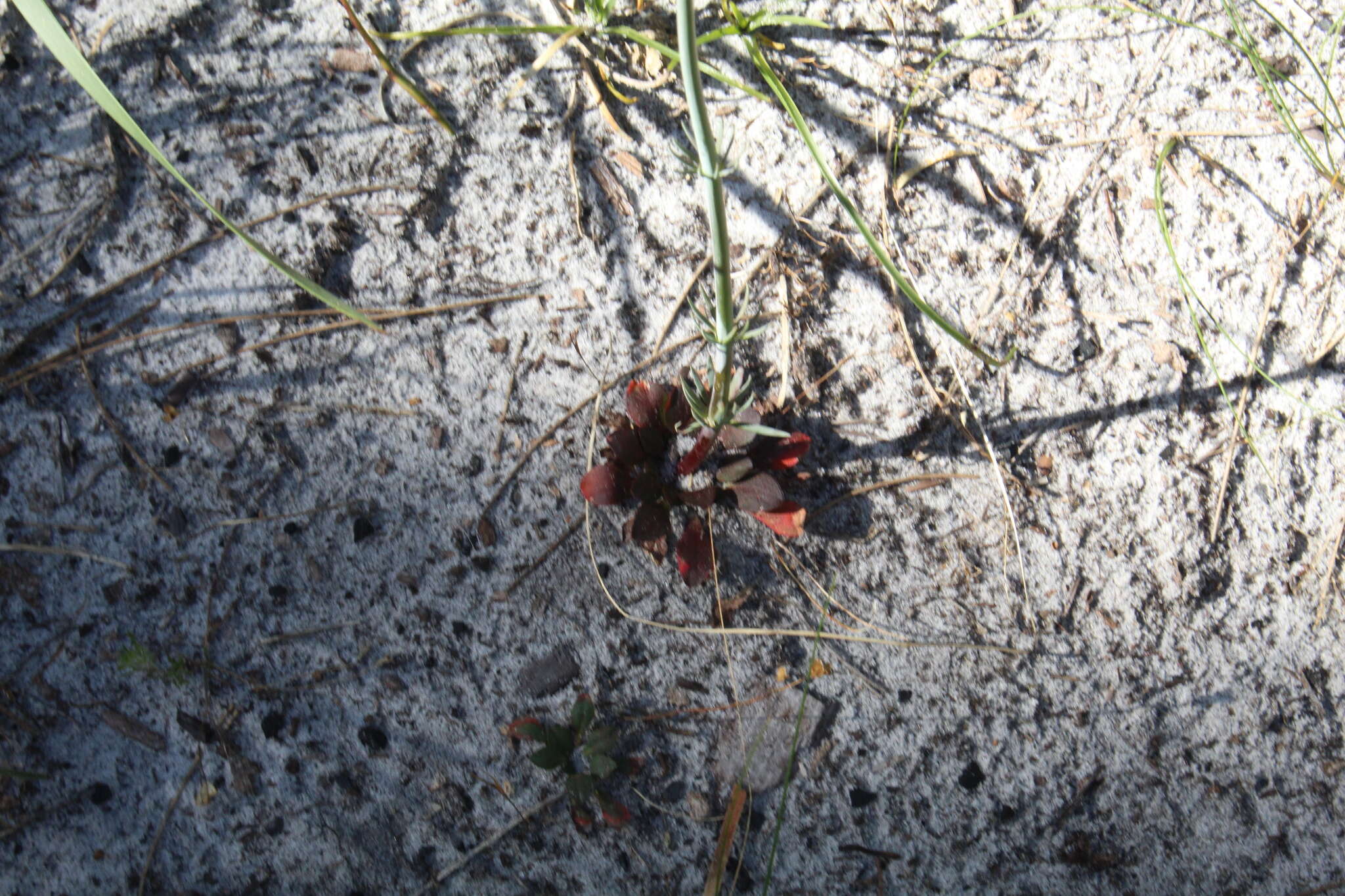 Image de Stylidium diversifolium R. Br.