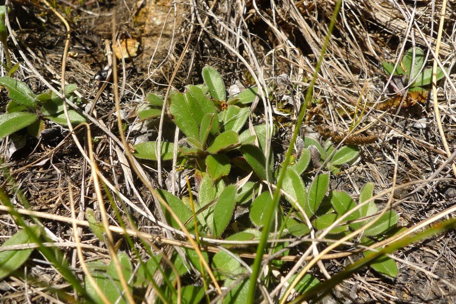 Image of Myosotis laeta Cheesem.