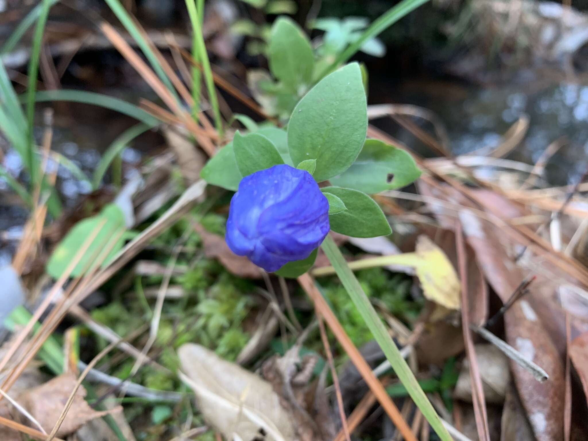 Imagem de Gentiana saponaria L.