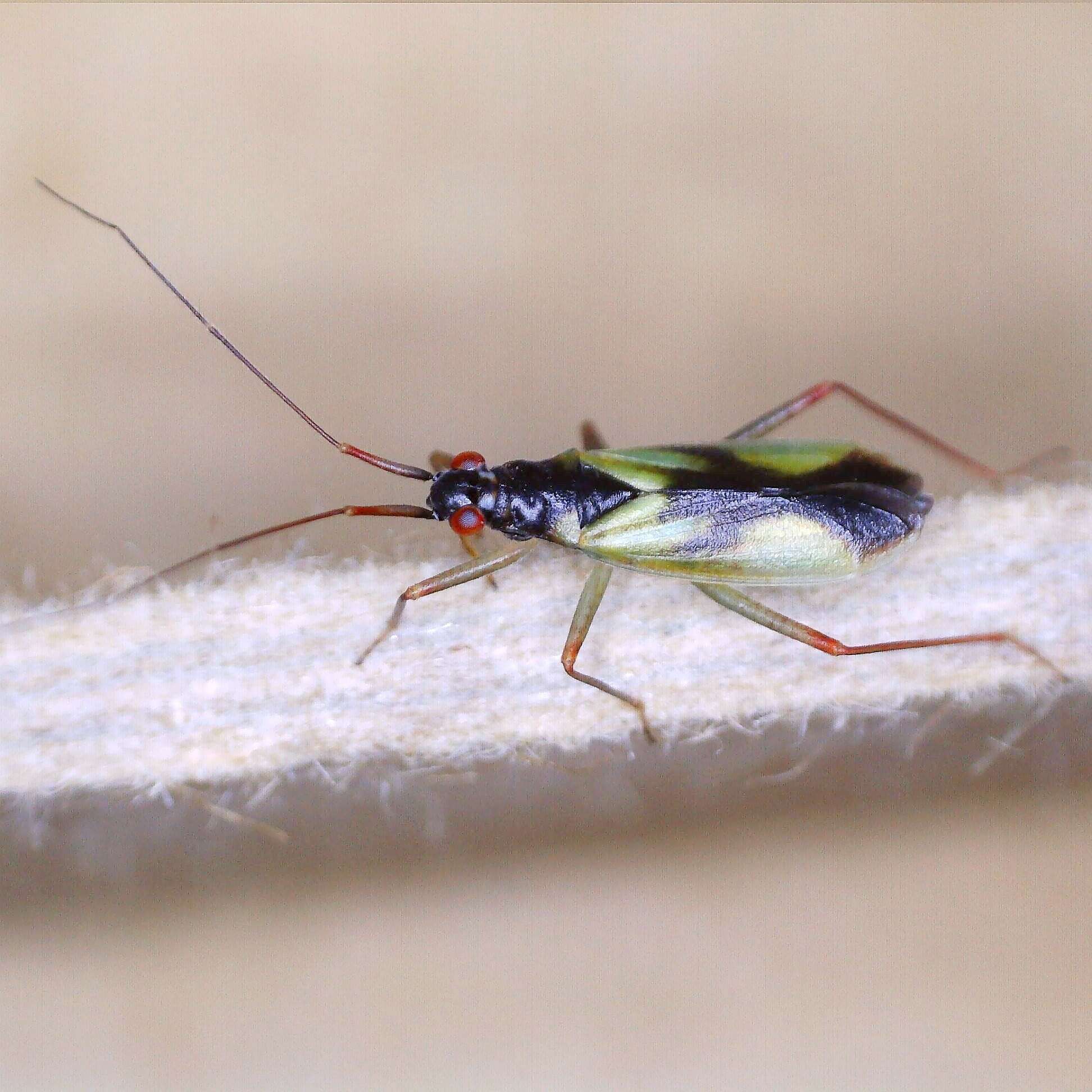 Image of Teratocoris antennatus (Boheman 1852)