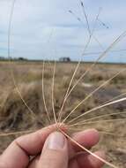 Image of Digitaria porrecta S. T. Blake