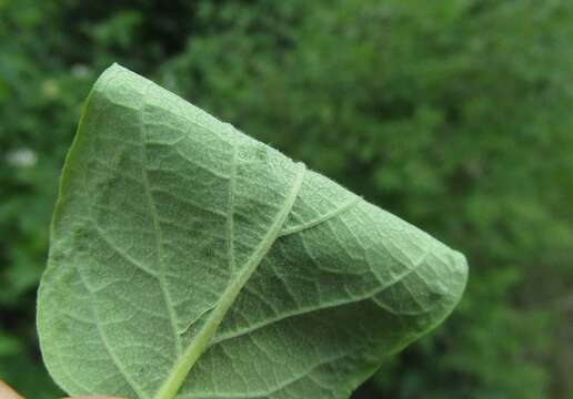 Image of honeysuckle