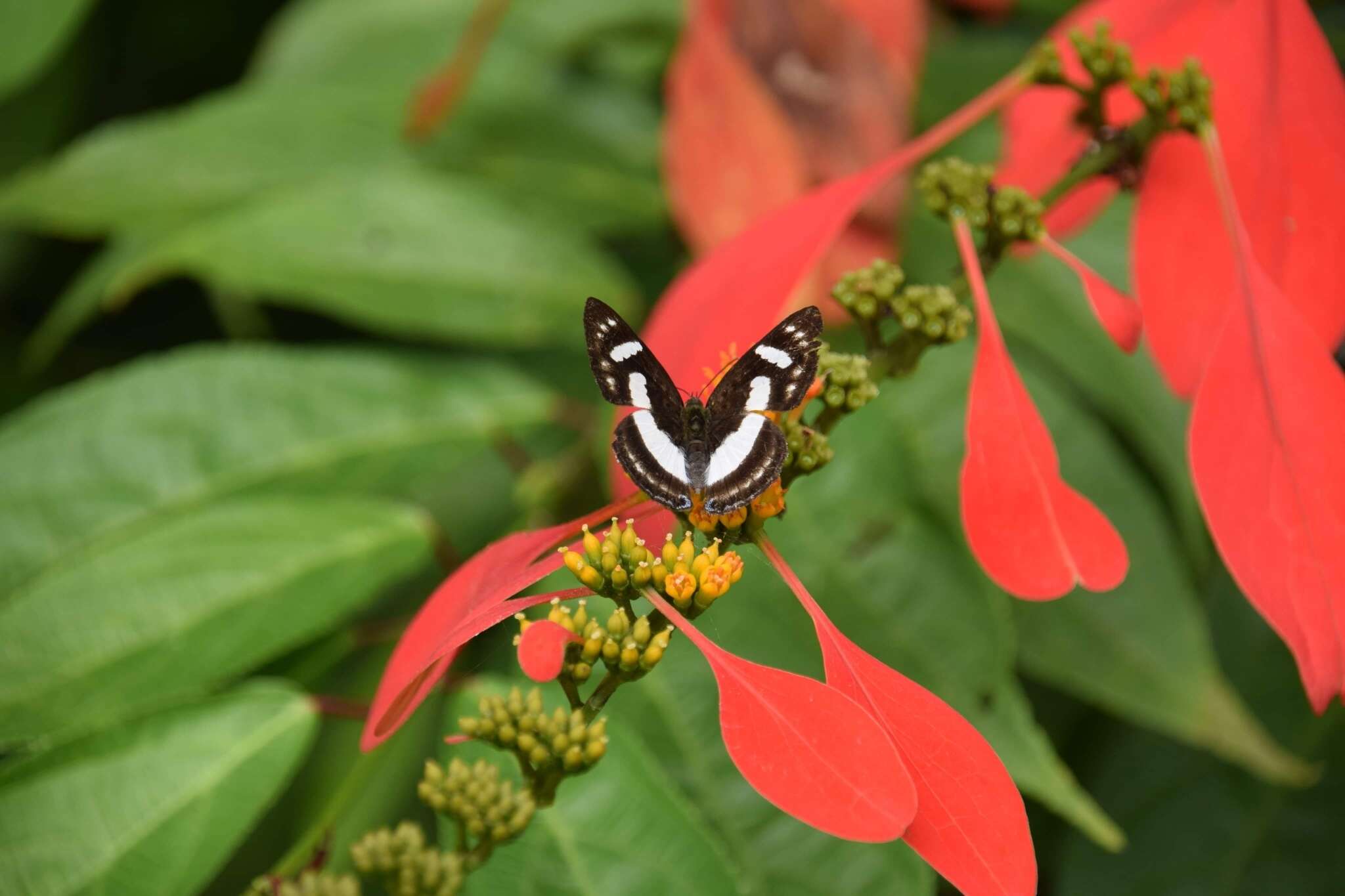 Image of Irenia Metalmark