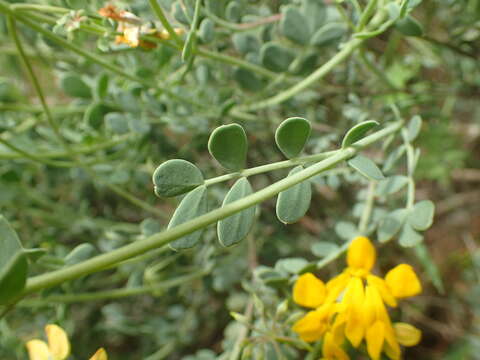 Слика од Coronilla minima subsp. lotoides (Koch) Nyman