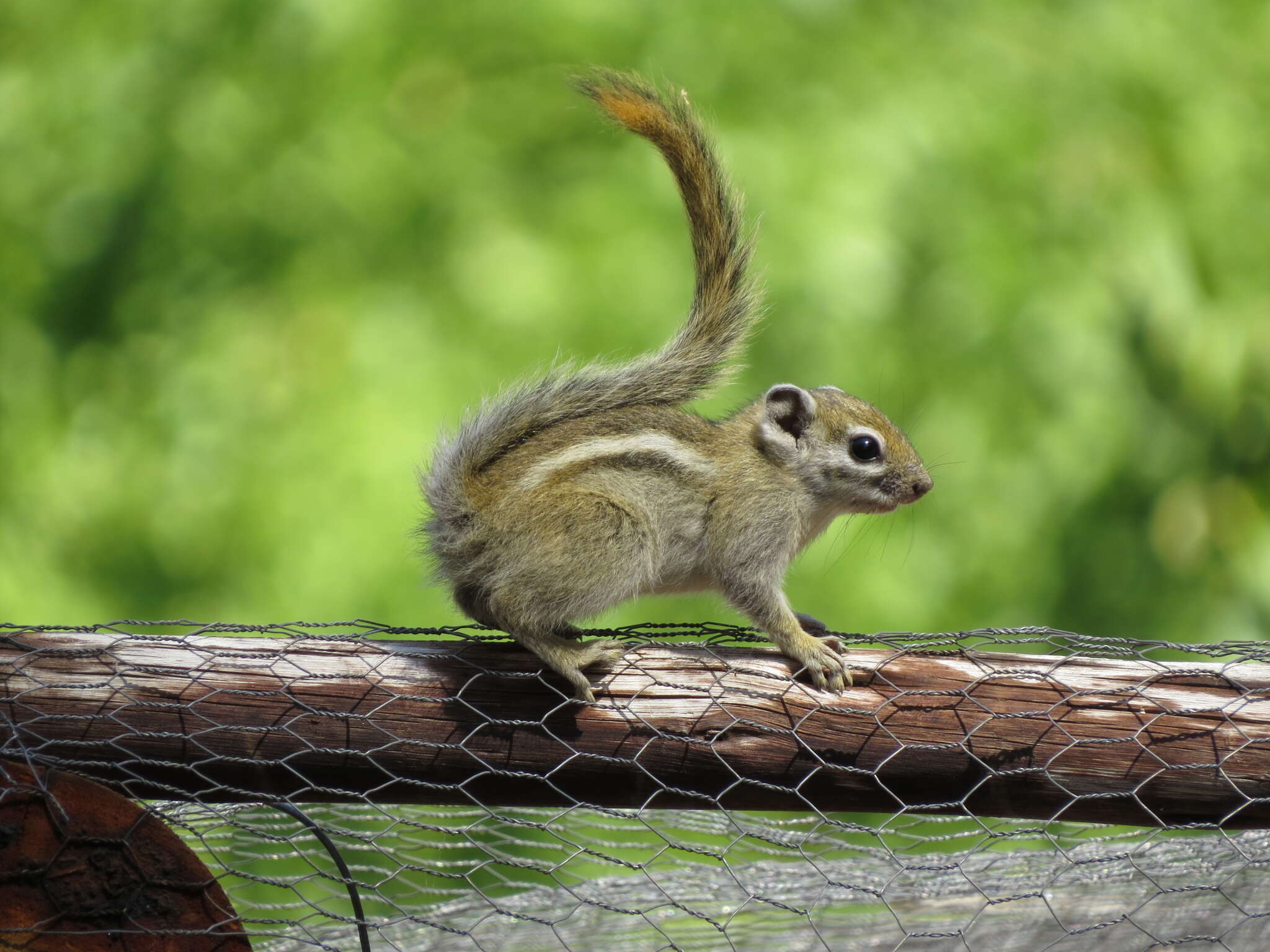 Image of Congo Rope Squirrel