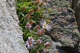 Image of King's serpentweed