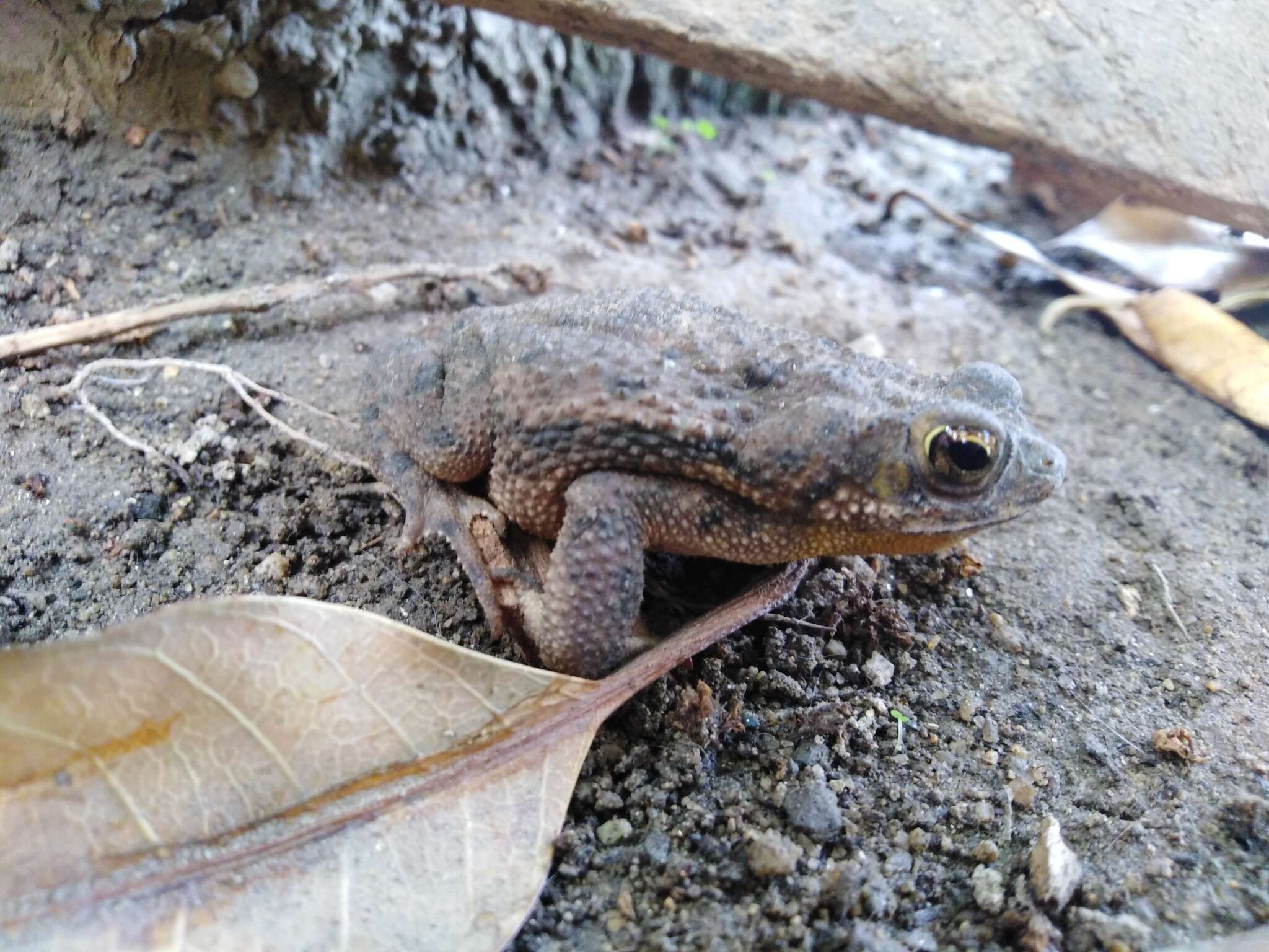 Imagem de Rhinella humboldti (Gallardo 1965)