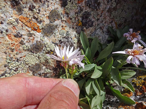 Image of King's serpentweed