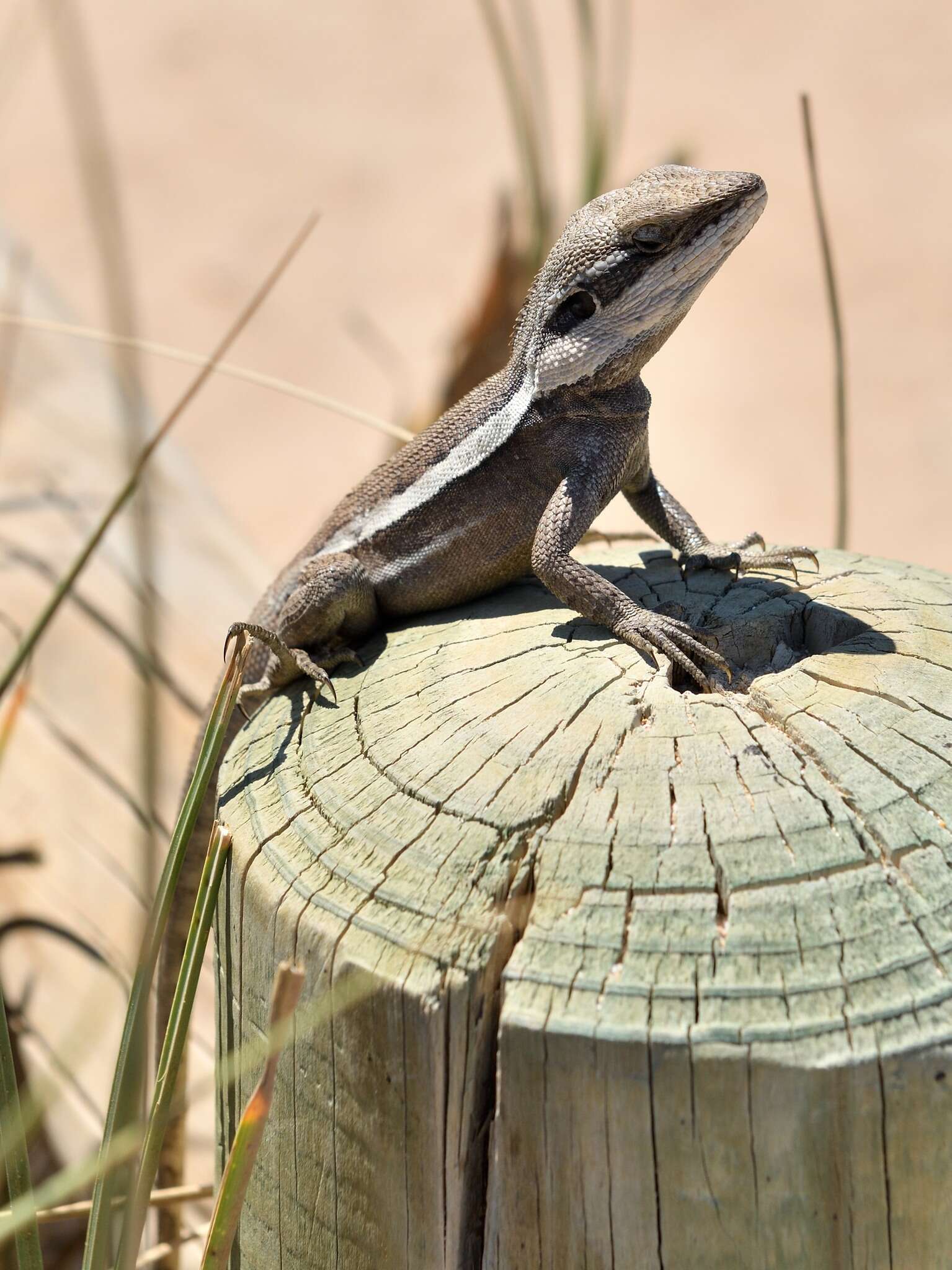 Image of Long-nosed Water Dragon