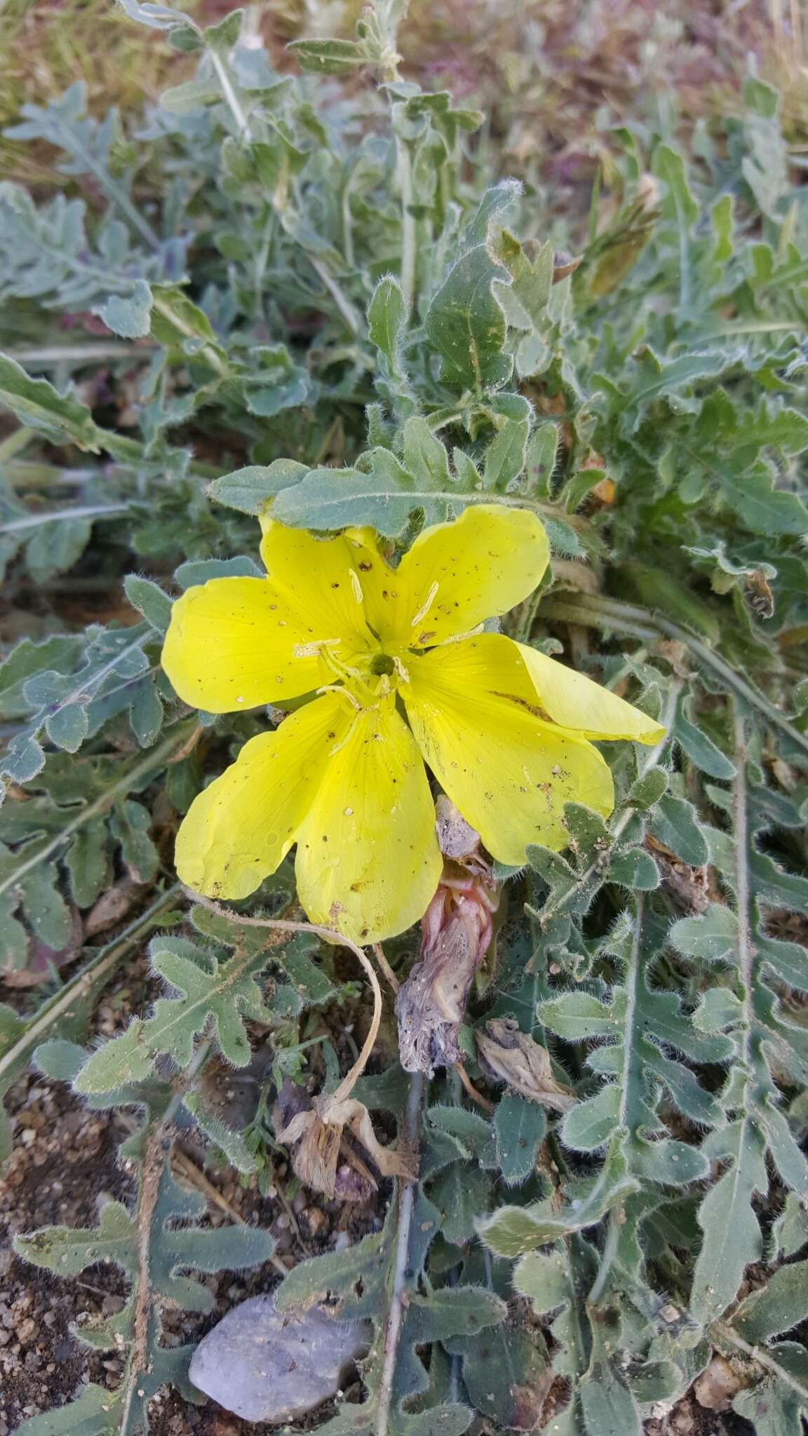 Image de Oenothera primiveris subsp. primiveris