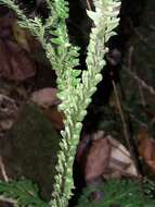 Image of Selaginella hordeiformis Bak.