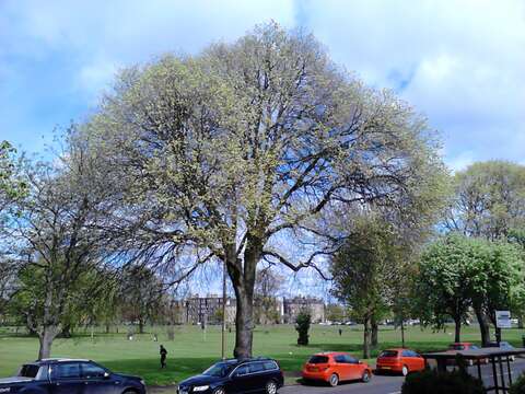 Image of Dutch elm