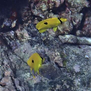 Image of Indian Teardrop Butterflyfish