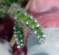 Image of pointed cryptantha