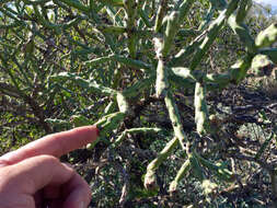 Image of Pencil Cholla