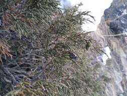 Imagem de Juniperus pseudosabina Fisch. & C. A. Mey.