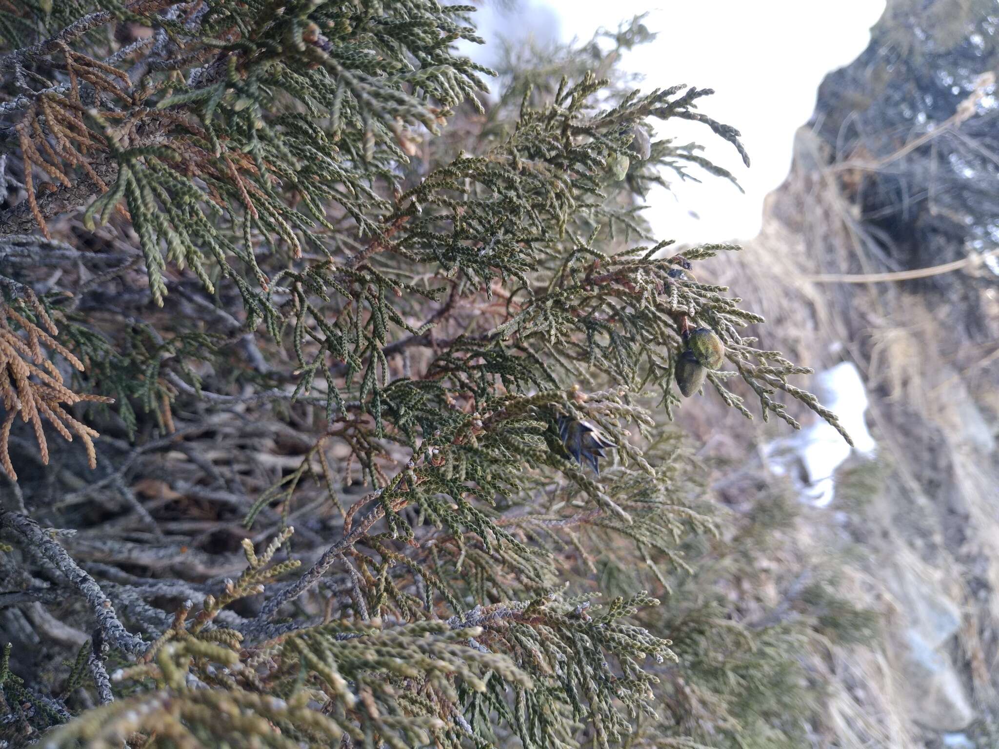 Imagem de Juniperus pseudosabina Fisch. & C. A. Mey.