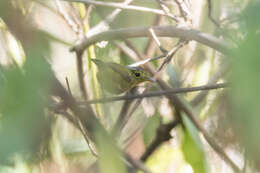 Image of Grey-crowned Warbler