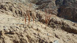Image of little deserttrumpet