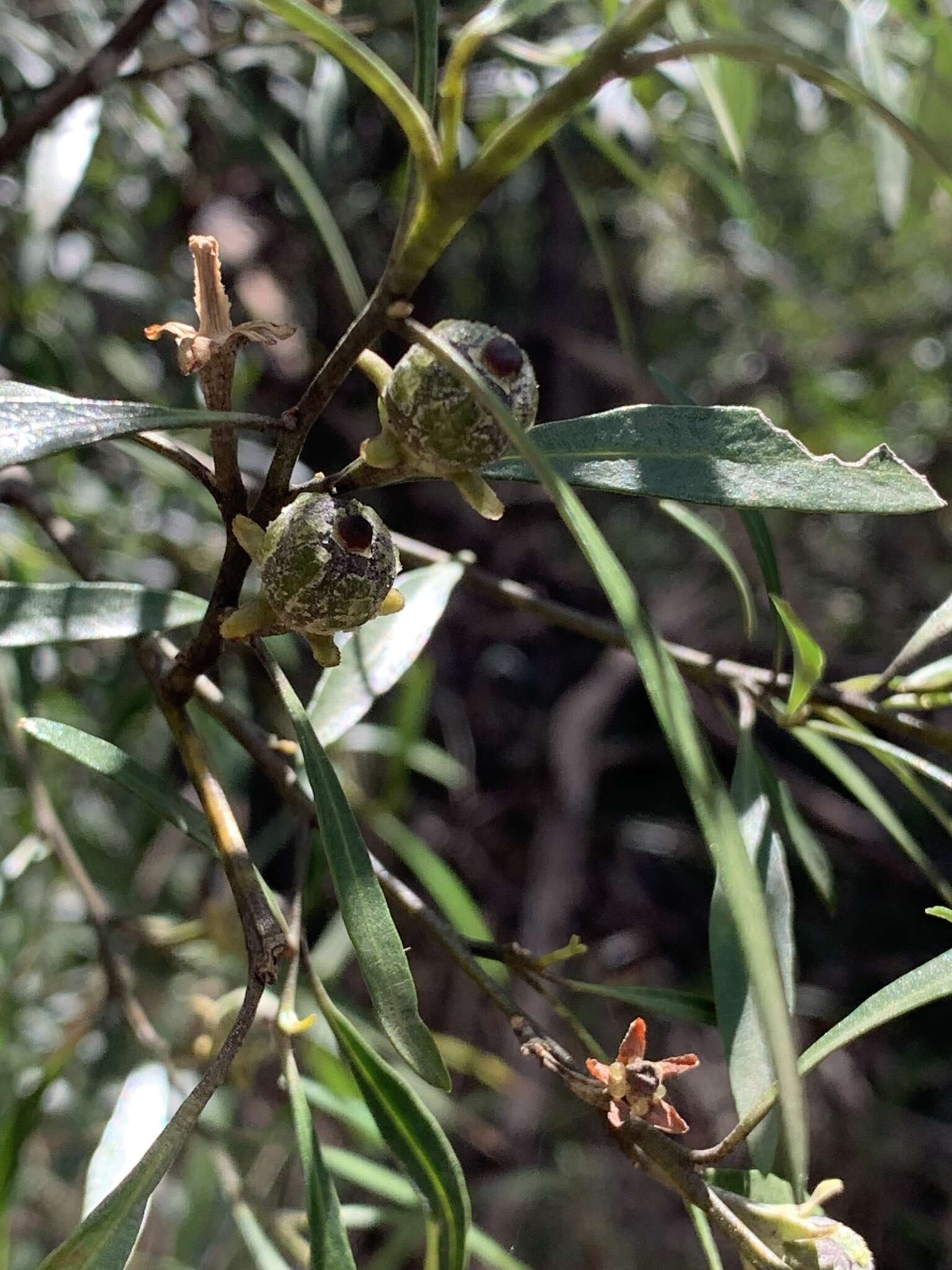 Image of Beyeria viscosa (Labill.) Miq.