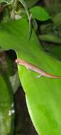 Image of Southern Banana Salamander