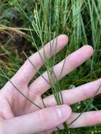 Image of Acacia ptychoclada Maiden & Blakely